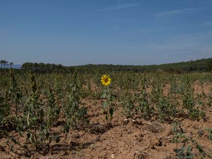 Un solitario girasol en una plantación afectada por la sequía.