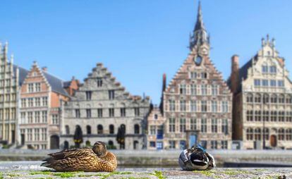 Patos salvajes en el centro histórico de Gante (Bélgica).