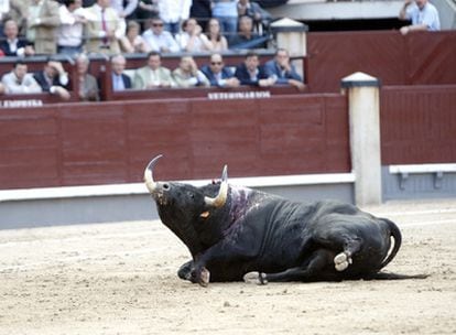 Toro de la ganadería de Adolfo Martín Andrés.