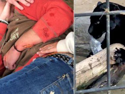 El animal, cautivo en un zoo de Arizona, agarró e hirió en el brazo a la visitante, que se había saltado la valla de protección para tomar una imagen de cerca
