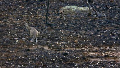 Un canguro permanece sobre el suelo enegrecido por un incendio forestal cerca de Coonarbarabran, a unos 350 kilómetros al noroeste de Sidney, Australia.