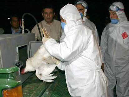 Trabajadores de la Sanidad de Turquía cargan en un vehículo pollos sacrificados, en el oeste del país.