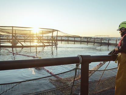 En las 5.200 instalaciones españolas se cultivan una gran diversidad de pescados y moluscos capaces de aportar al conjunto de la población los valores nutricionales necesarios e imprescindibles para la salud.