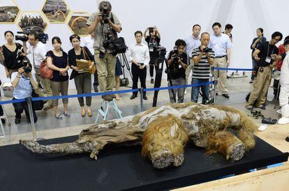 Fotógrafos toman fotos de la llegada del mamut Yuka en Yokohama (Japón), 9 de julio de 2013.