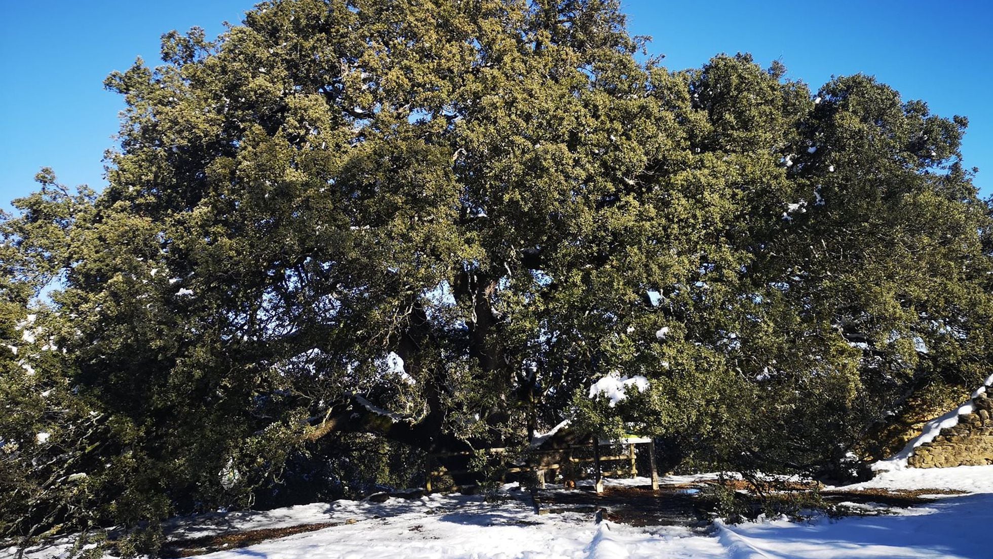 Carrasca Milenaria de Lecina: El gigante aragonés que aspira a Árbol  Europeo del Año | Clima y Medio Ambiente | EL PAÍS