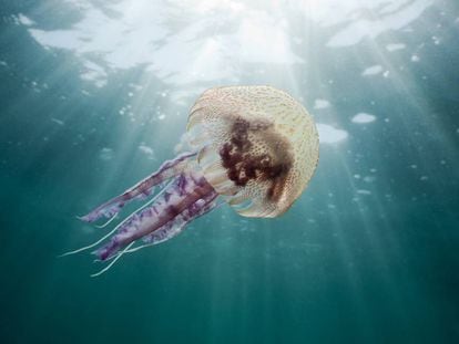 Una medusa 'pelagia noctiluca', en las aguas del Cap de Creus, en la Costa Brava.