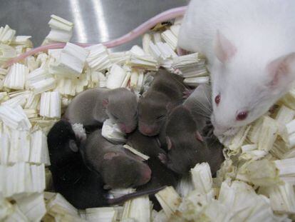 Camada de ratones engrendrados con los espermatozoides que regresaron del espacio.