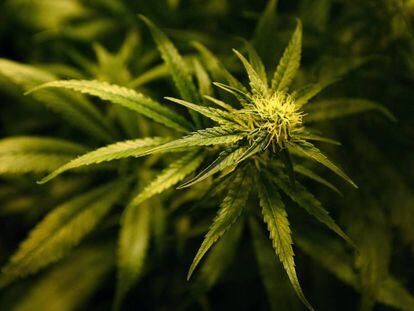 Una planta de cànnabis.