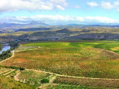 Finca de 72 hectáreas situada en El Cortijo (Rioja Alta) propiedad de Bodegas Lan. 