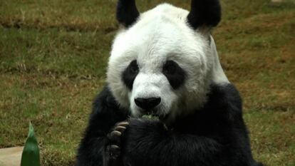 El panda An An, en Ocean Park (Hong Kong).