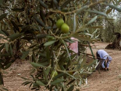 Recogida tradicional de la aceituna en una finca de El Viso del Alcor (Sevilla).