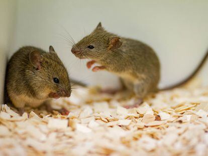 Un ratón macho cortejaba a una hembra en un laboratorio.