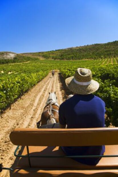 Paseo por los viñedos de las bodegas Comenge, en Curiel de Duero.