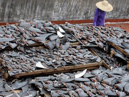 Secadero de aletas de tiburón en el tejado de un edificio, en China.