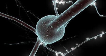En la imagen, un modelo 3D de neurona reconstruido a partir de datos de laboratorio.