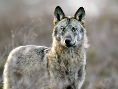 Un lobo ibérico ('Canis lupus signatus') en la sierra de la Culebra, al noroeste de la provincia de Zamora. 