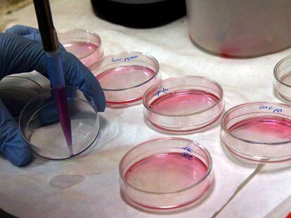 Cultivos celulares en un laboratorio