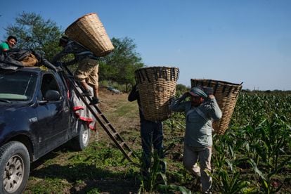 Trabajadores cargan una camioneta con maíz en San Luis Potosí (México), en febrero de 2021.