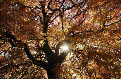 El sol brilla a través de las hojas en el parque Sheffield al sur de Inglaterra, el 20 de octubre 2014.