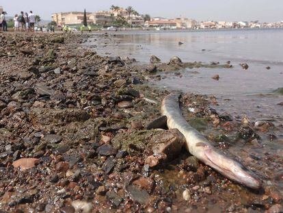 La terrible degradación del mar Menor, en imágenes