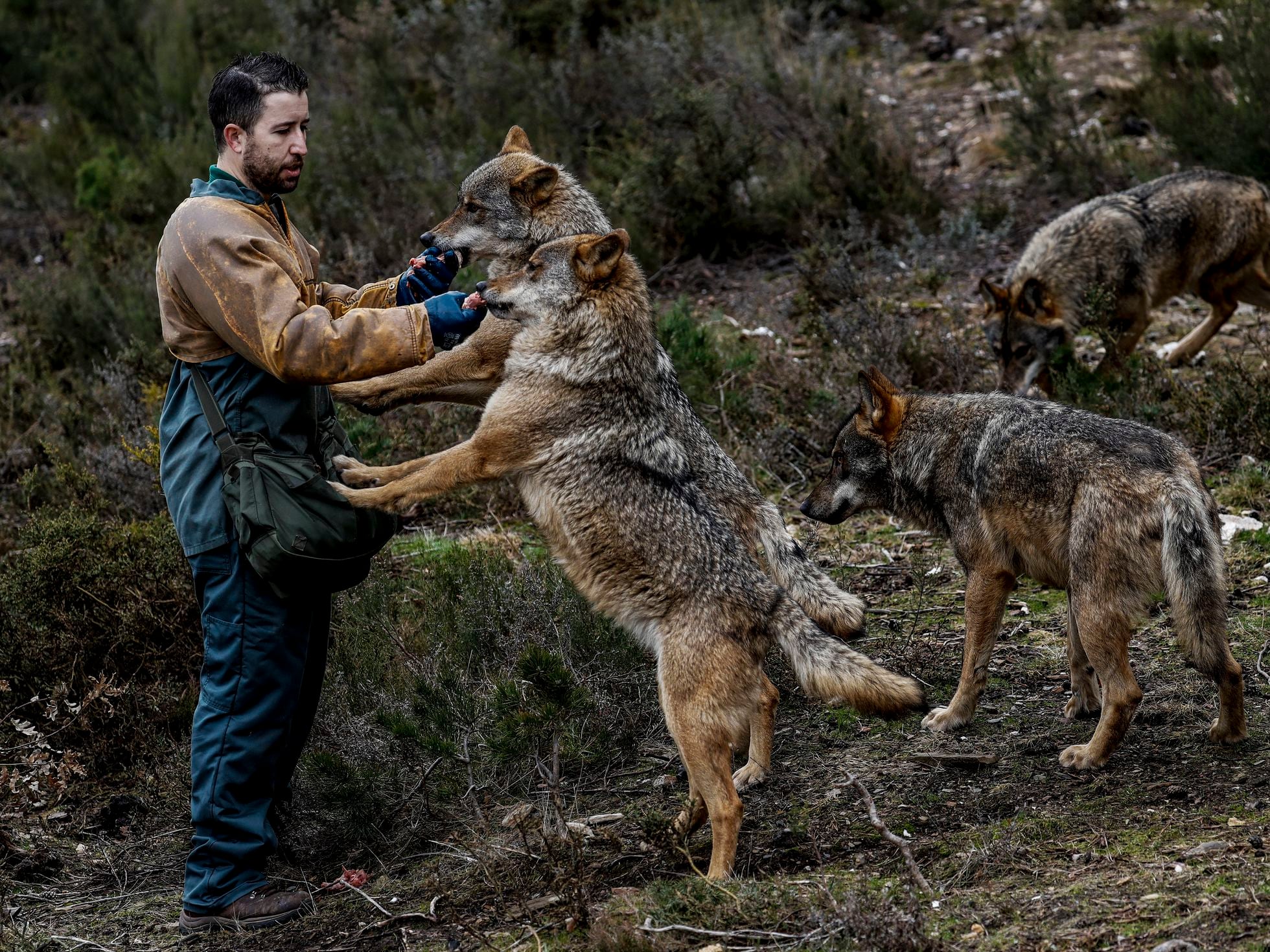 Zamora: La Sierra de la Culebra subastará la caza de 12 lobos mientras se  debate la prohibición de esta actividad | Medio Ambiente | EL PAÍS