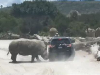 Los ocupantes del coche resultaron ilesos tras lograr escapar del animal, en un parque de Puebla, México