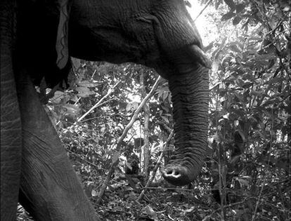 Un elefante africano de las montañas Udzungwa, en Tanzania, tomada con una cámara camuflada durante un programa de observación y protección de la fauna.