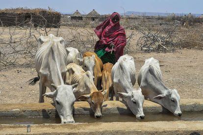 Una mujer observa cómo varios animales abrevan en la región de Somali, en Etiopía.