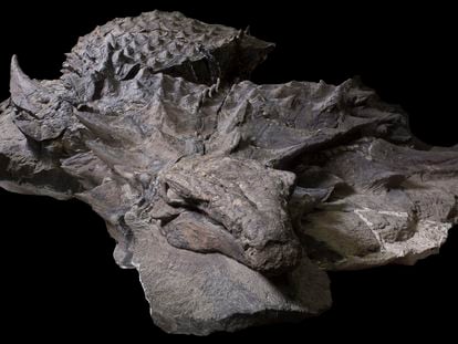 La momia del dinosaurio acorazado 'Borealopelta Markmitchelli' es la mejor conservada del mundo.