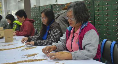 Trabajadores del Instituto Internacional de Investigación del Arroz (IRRI), en Los Baños (Filipinas), seleccionan las semillas que posteriormente se analizarán en los laboratorios del centro.