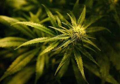 Una planta de Cannabis. 