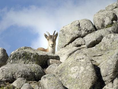Una cabra mont&eacute;s en la Pedriza Posterior, cerca del collado de la Ventana, en el parque nacional de Guadarrama.