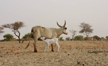 En los alrededores del lago Chad, una enorme masa de agua bajo el Sáhara que se reparte entre Níger, Nigeria, Camerún y el propio Chad, miles de familias viven del pastoreo del ganado. La inseguridad provocada por los enfrentamientos entre el grupo yihadista Boko Haram y las tropas gubernamentales les ha obligado en muchos casos a cambiar sus rutas de trashumancia, alterando su modo de vida. Los conflictos entre ellos y los agricultores por las tierras de pastoreo, y la falta de pastos, atención veterinaria y educación complican su existencia. En la imagen, un ejemplar de kuri y su cría entre Bol y Fémi (Chad).
