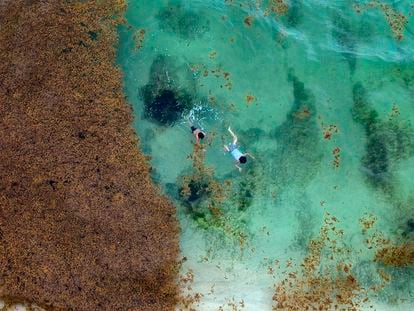 Turistas nadan en la playa de Xcalacoco al lado de sargazo en Playa del Carmen, Quintana Roo, en 2019.