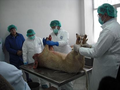 El veterinario Javier Salguero realiza una necropsia de un cerdo en un viaje de trabajo a Kazajistán.