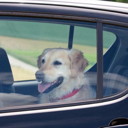 ¿Cómo deben viajar los perros en el coche con la nueva ley de bienestar animal?