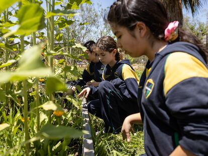 Alumnas del Colegio Colonial de Pirque trabajan en la huerta.