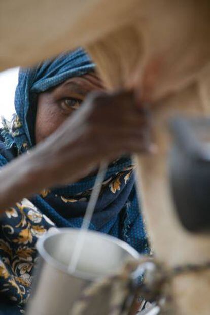 Una mujer en las labores de orde&ntilde;o en Somali (Etiop&iacute;a). 