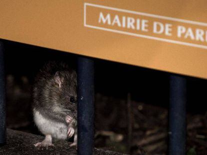 FOTO: Una rata en París (imagen de archivo). / VÍDEO: Ratas en un contenedor de París.
