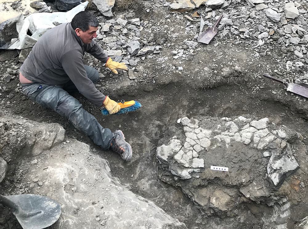 Imagen de la excavación del fósil de tortuga.
