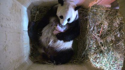 El Zoo Schönbrunn de Viena (Austria) confirma que su hembra panda ha dado a luz a gemelos.