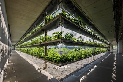 Detalle del tipo de plantas, mayoritariamente arecas, de la fachada.