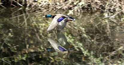 Un ánade real en pleno vuelo.