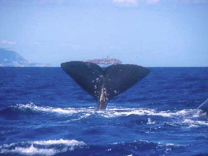 Un ejemplar de cachalote en aguas del Estrecho.