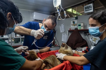 Los médicos inspeccionan a un perezoso, hallado unos días antes con problemas en las patas, el ojo y la cabeza.