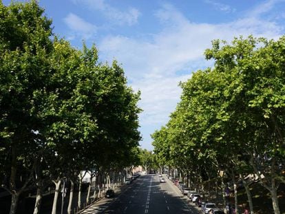 Una avenida arbolada en Barcelona. 