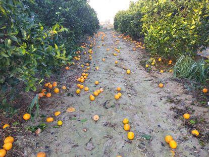 Naranjas en el suelo de un campo de Alicante en una imagen tomada por Asaja a comienzos de 2022.