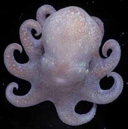 Especie de pulpo identificada como la más cercana al antecesor común de los pulpos modernos.