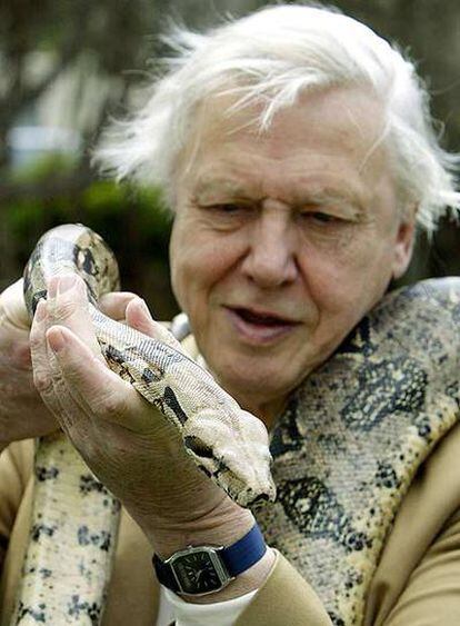 Attenborough, en el zoo Taronga de Sidney con una pitón.