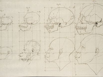 Imagen de uno de los trabajos de Petrus Camper en el que comparaba los cráneos de hombres y monos.